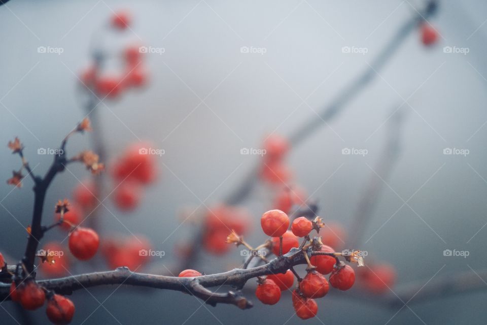 Red berries on a rainy day