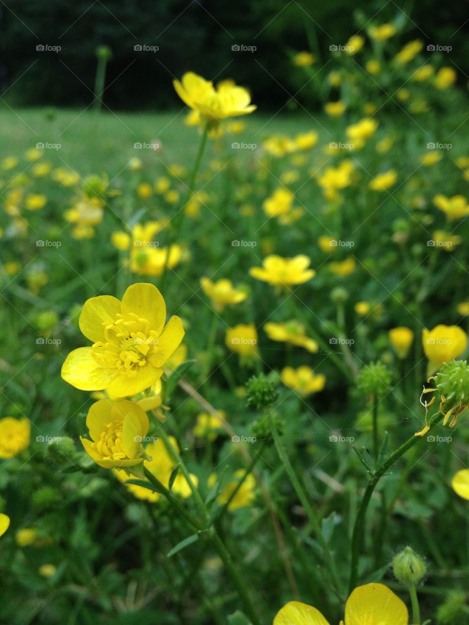 Yellow wild flowers