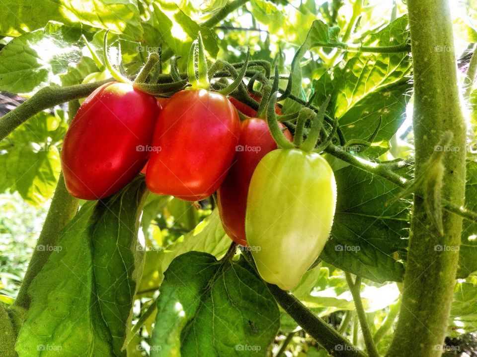 Dramatic plum tomatoes