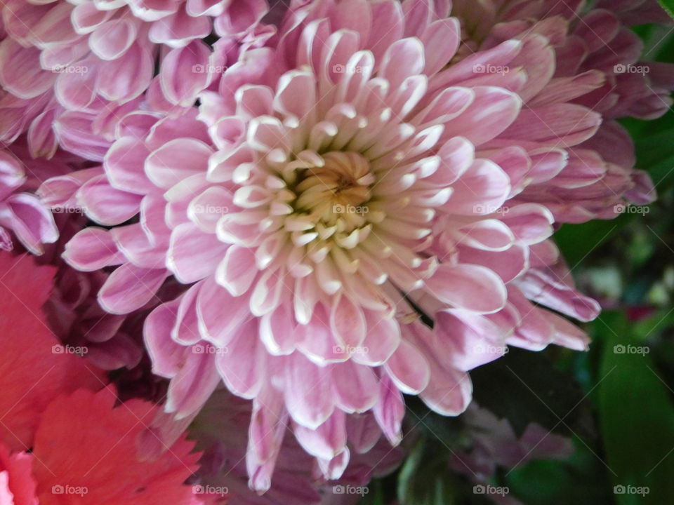 Chrysanthemum in bloom