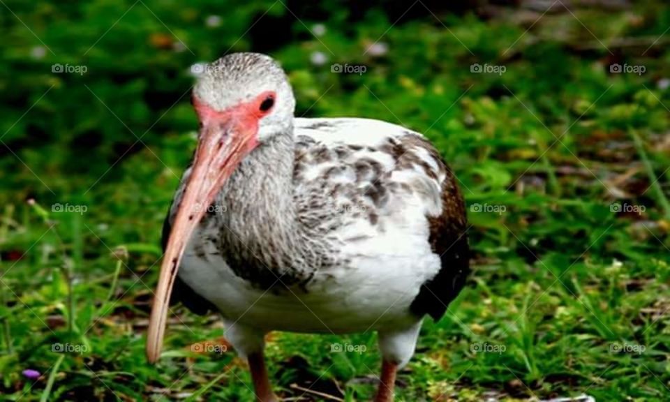 Ibis, that I observed at Levitt Park, in Rockledge, Florida!