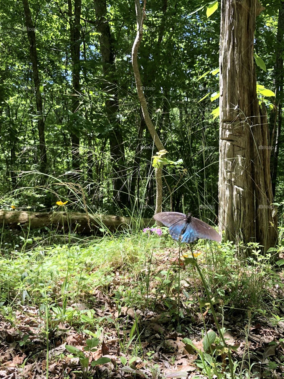 Lovely blue butterfly permitting a closeup 