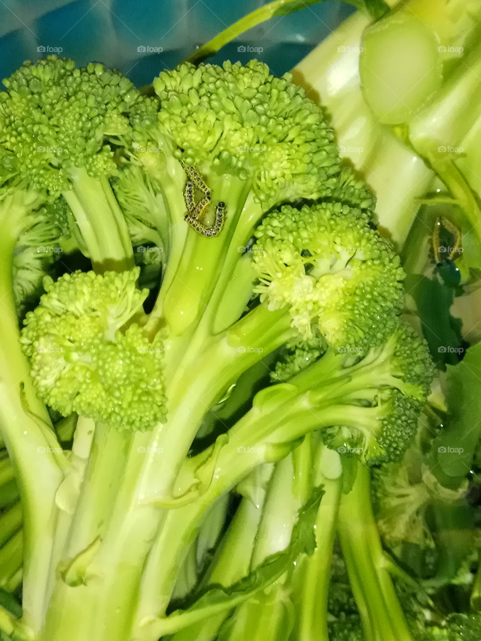Broccoli, Health, Ingredients, Nature, Cabbage