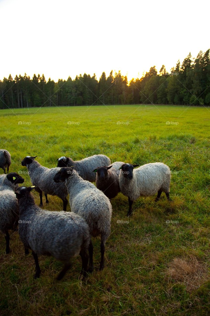 Sheep's on grassy land