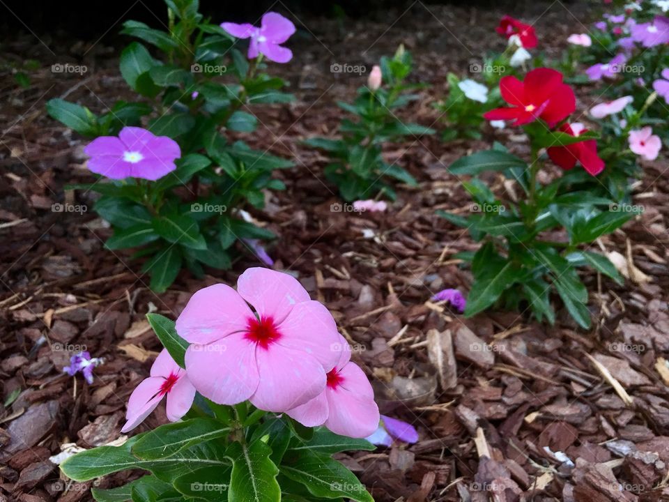Blooming spring flowers.
