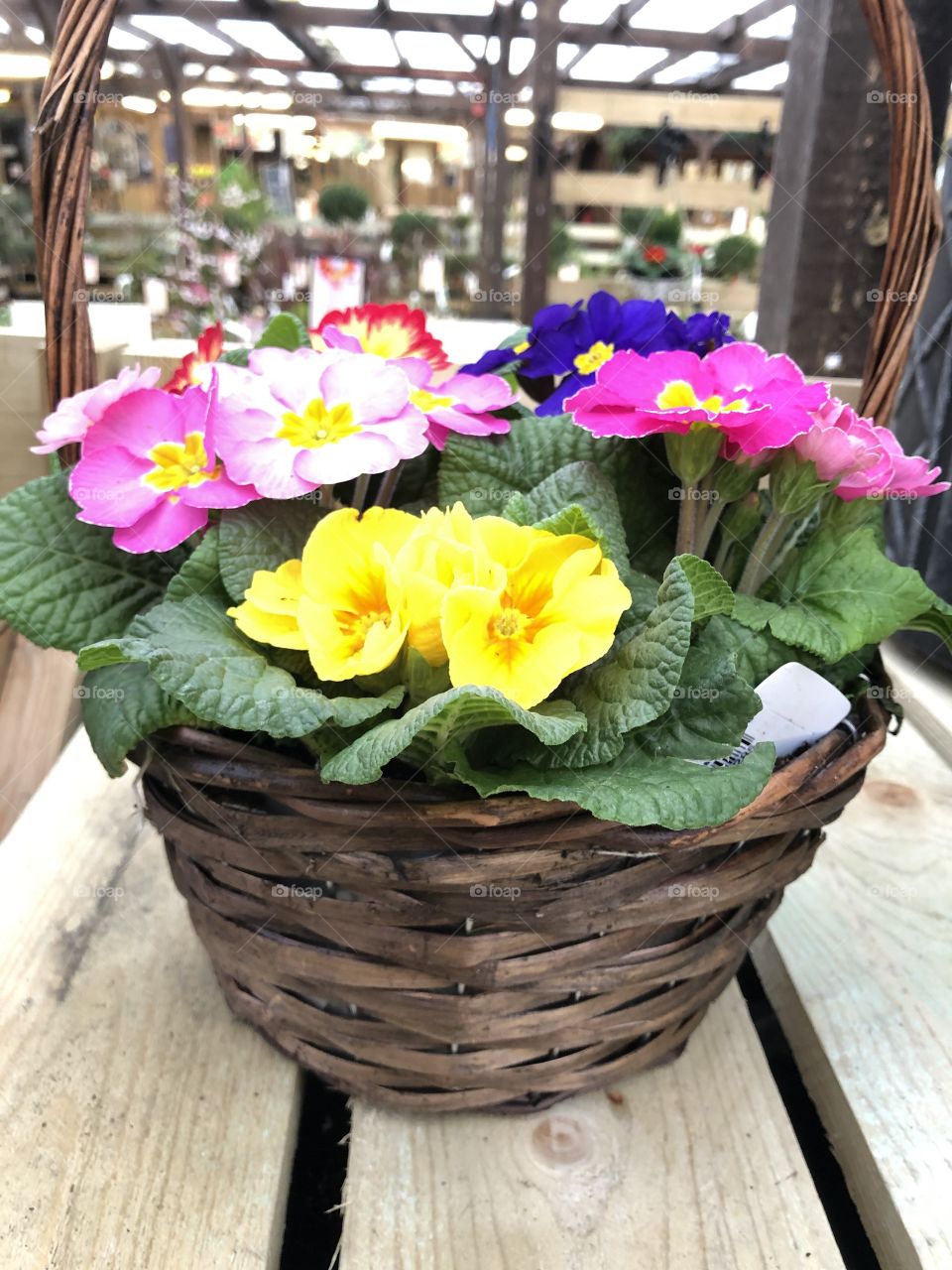 Love this hanging basket of primroses, as the blooms are wonderfully large in size and give a brilliant display for us.