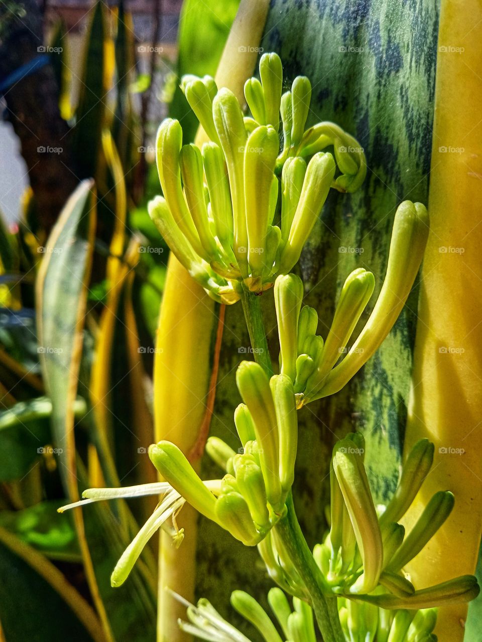Beautiful sansevieria flower in garden. Plant house