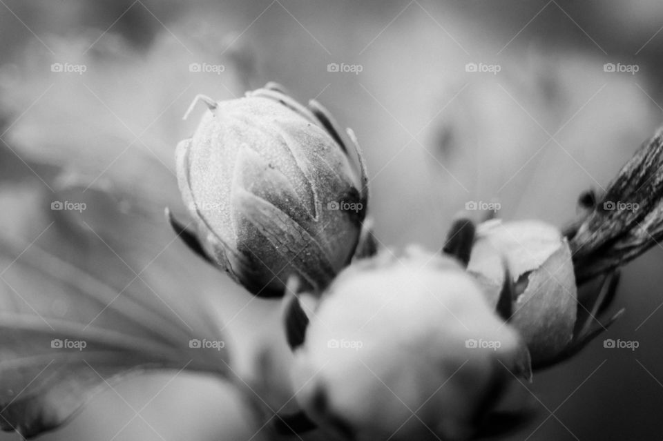 flower in black and white