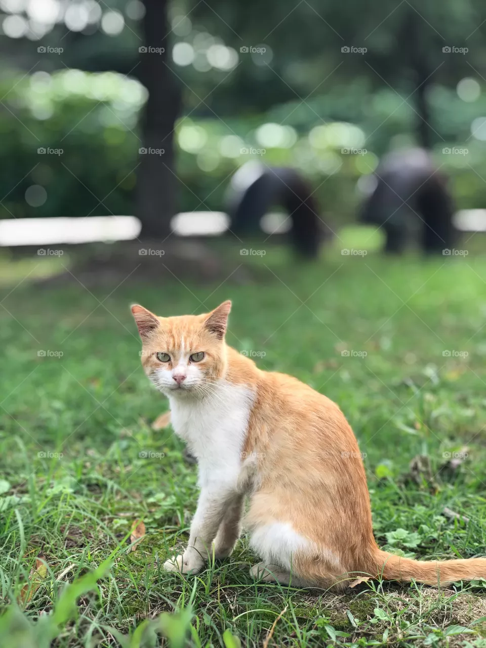 Mewooo🐈