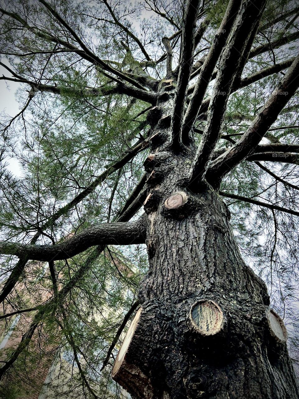 A large pine tree missing branches due to trimming.