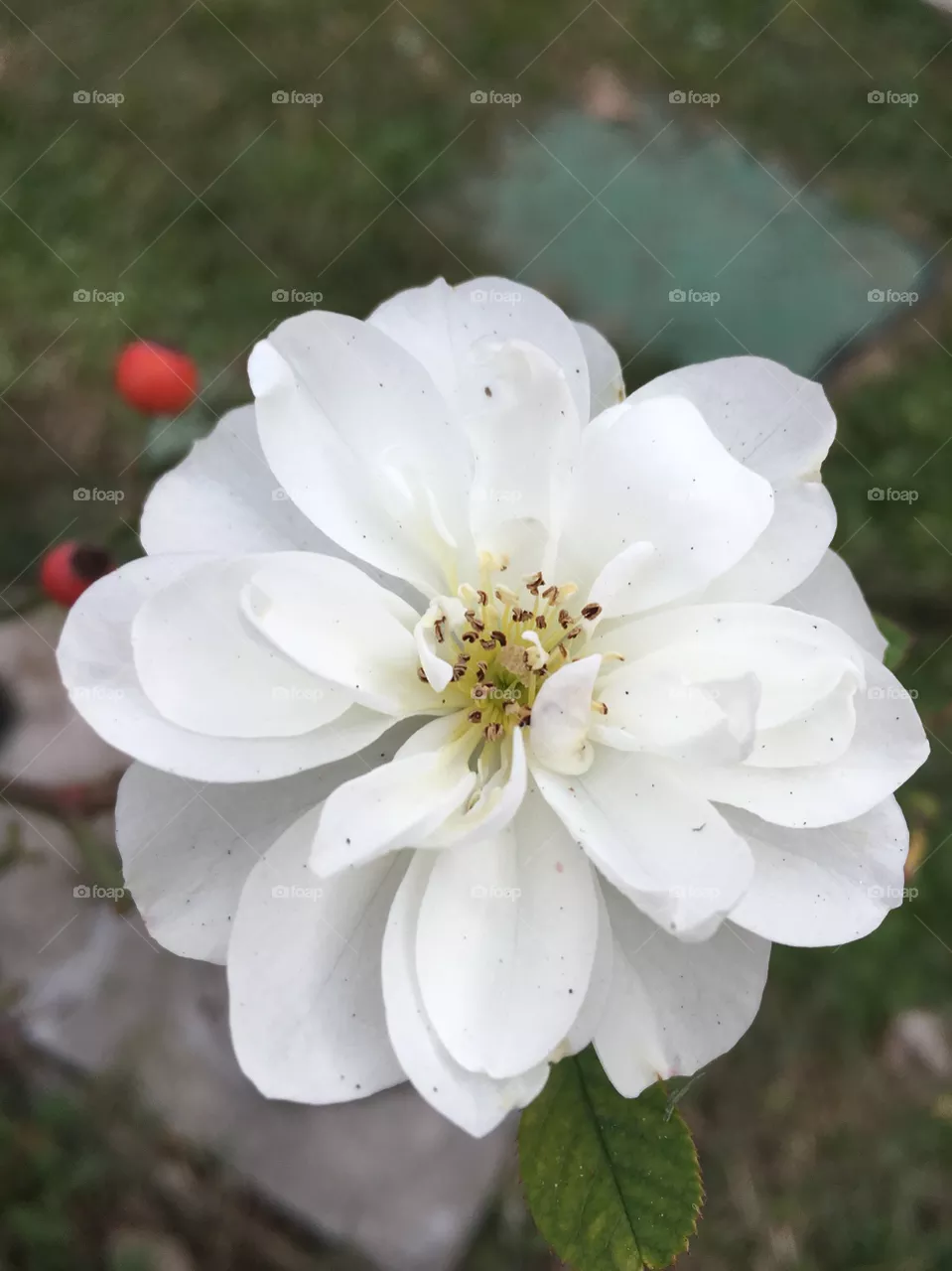 Fiore