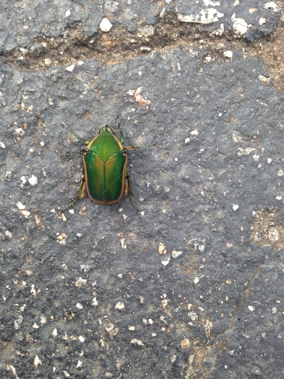 Beetle
