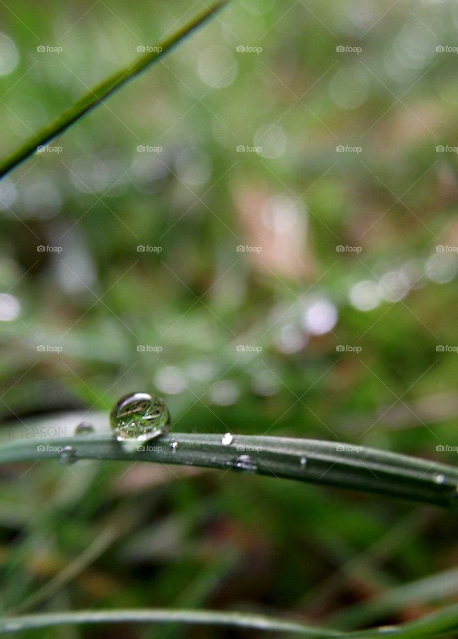 Beautiful drop of morning dew on the grass 