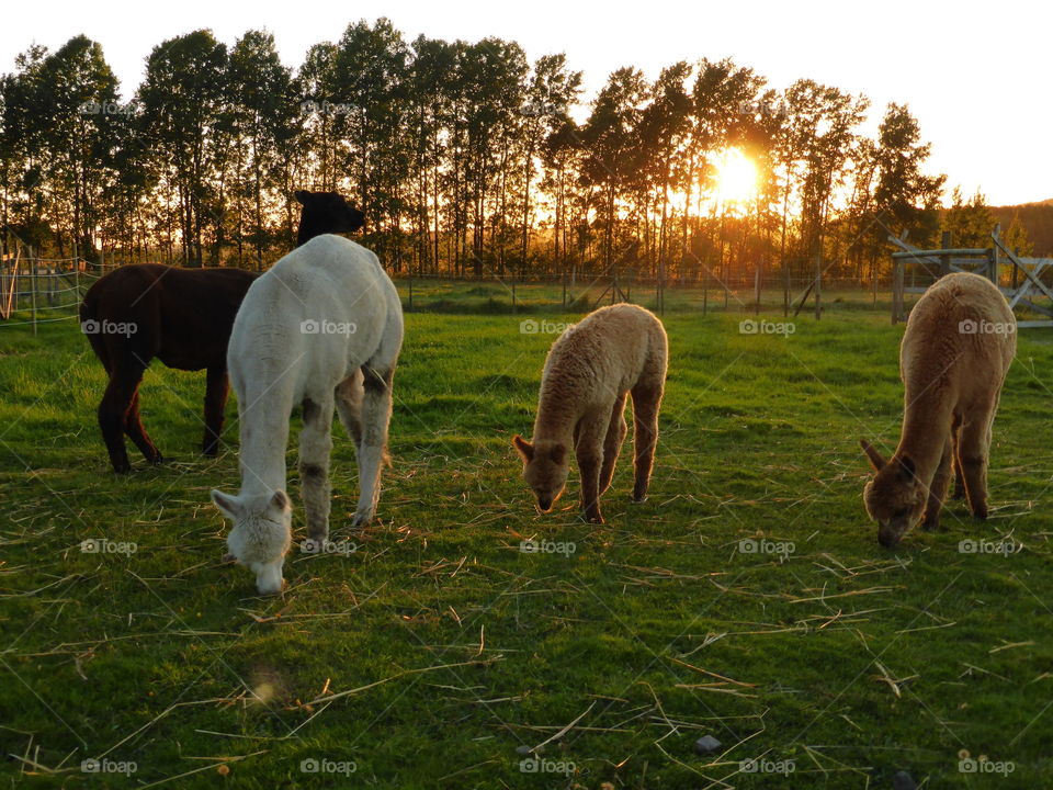 Alpacas eating grass