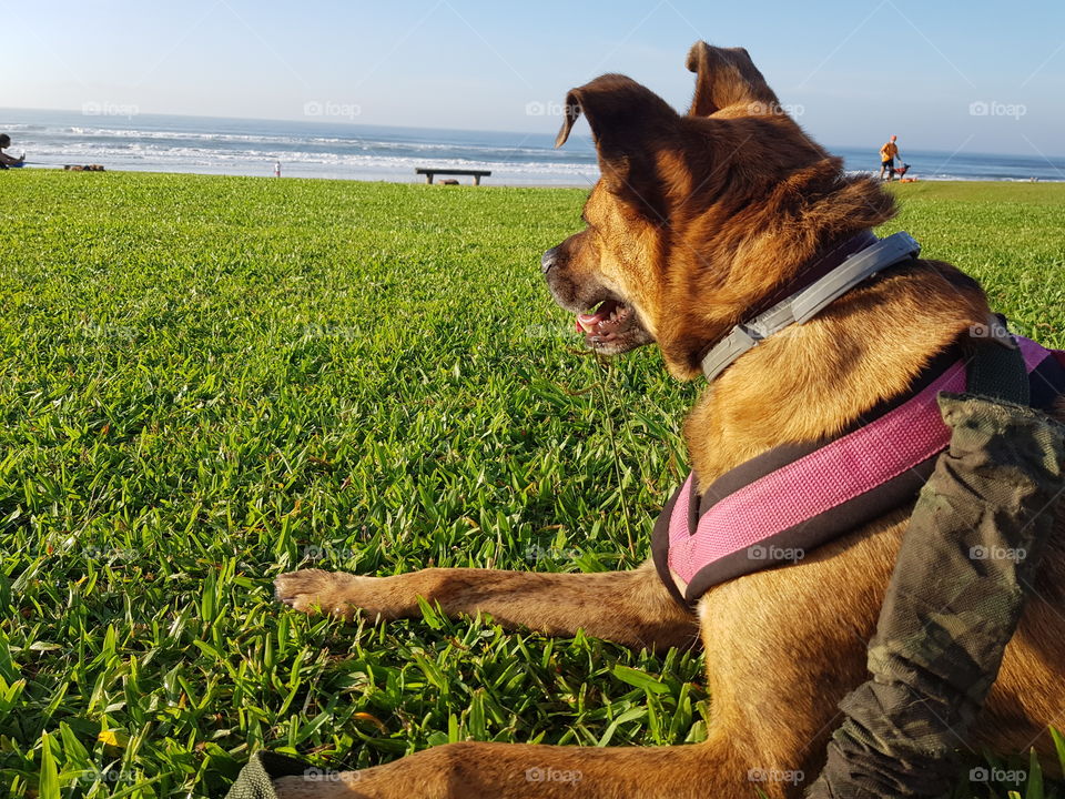 cachorro olhando o mar