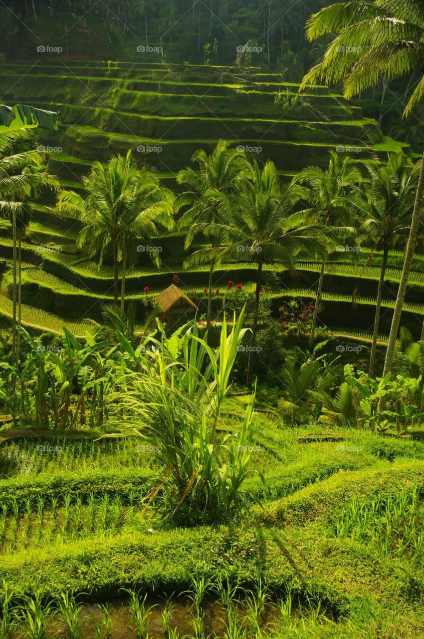 Bali rirce fields