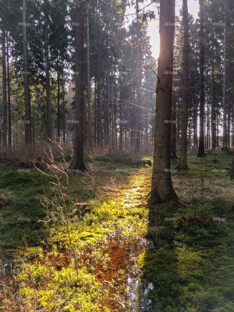 In the forest