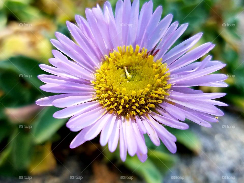 Cypress Point Flower