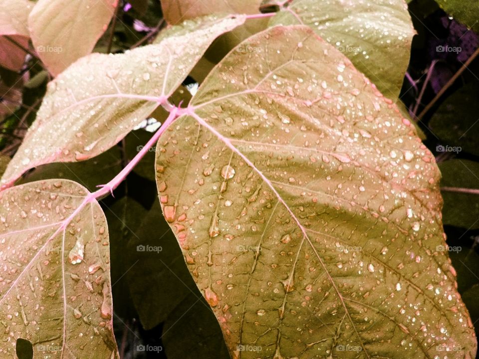 leaves in water drop