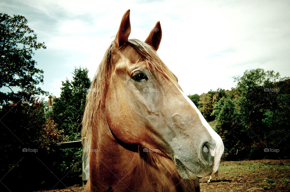 Quarter Horse