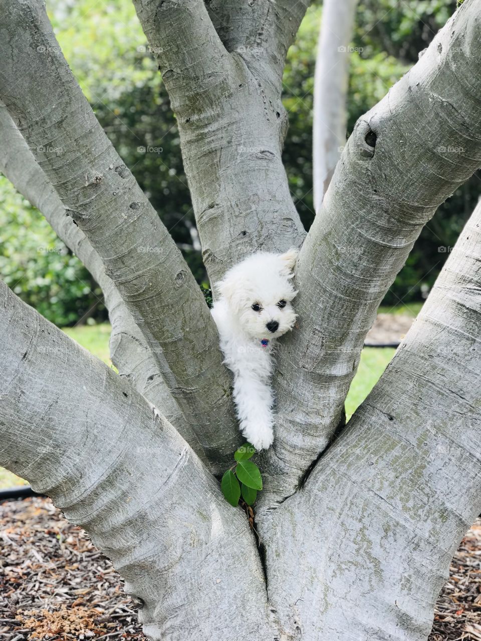 Bichon baby up a tree! Little white puppy finding himself in the darnedest place. 