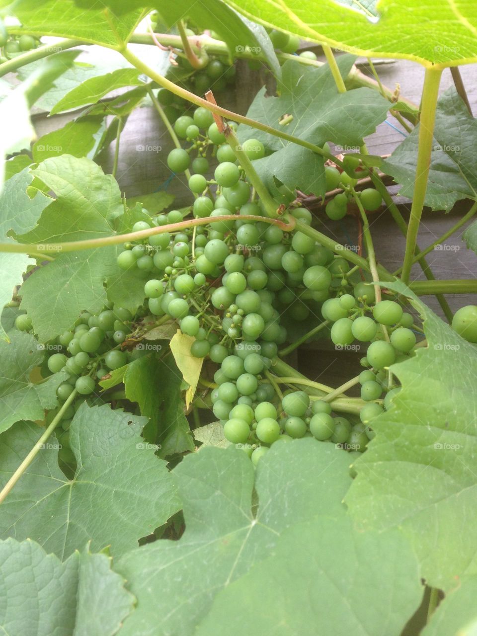 Growing grapes on the Vine