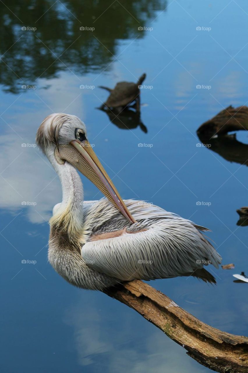 Pelican