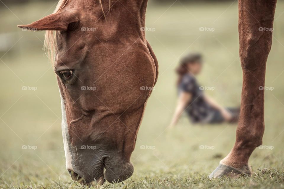 Horse on the field and a blurred woman sitting on background 