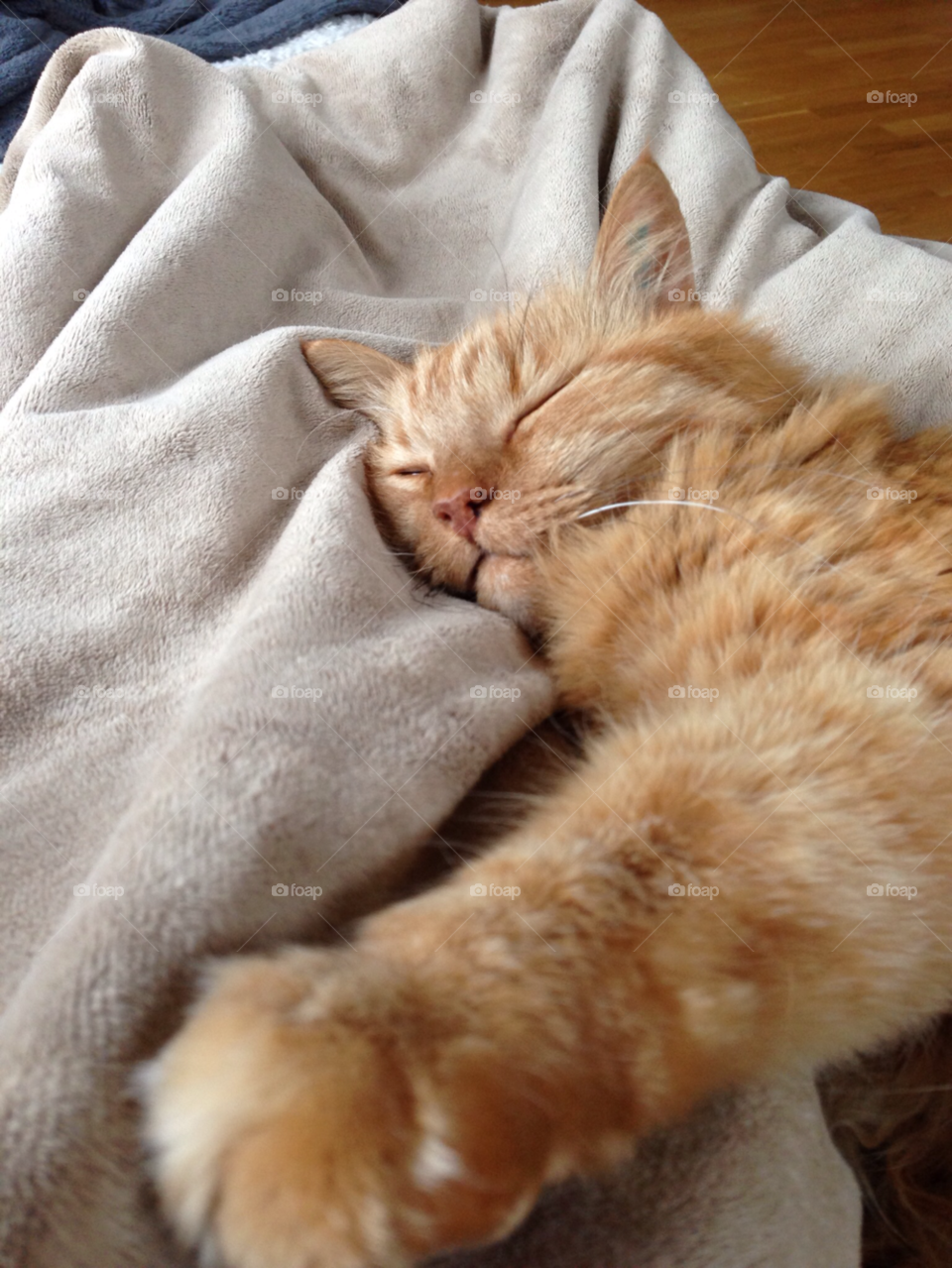 cat katt husdjur animal by MagnusPm