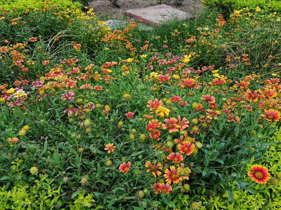 The garden looks so vibrant and full of life with all those colourful flowers! It's like a natural rainbow blooming on Earth. ๐บ๐ผ๐ธ