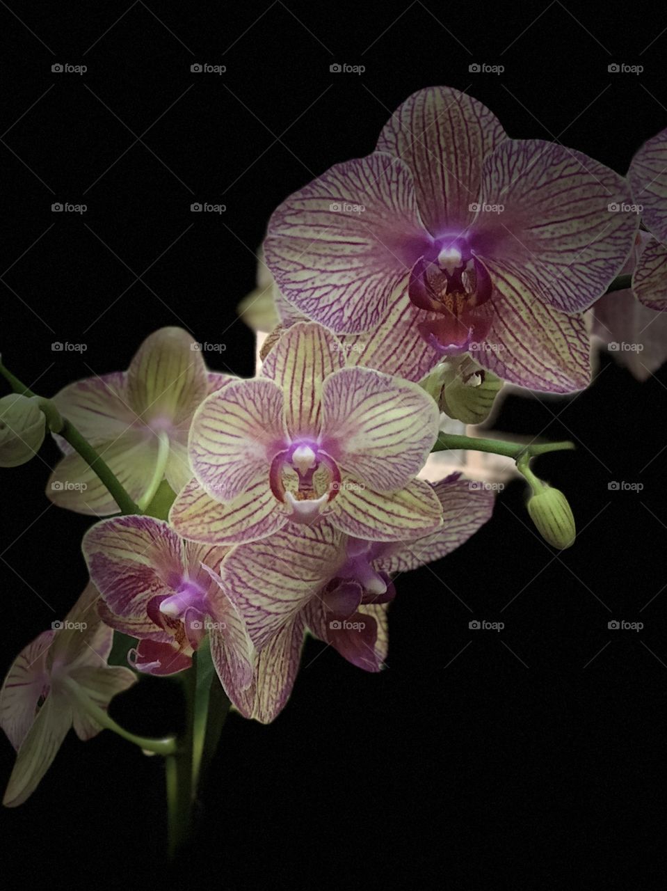 Orchids in black