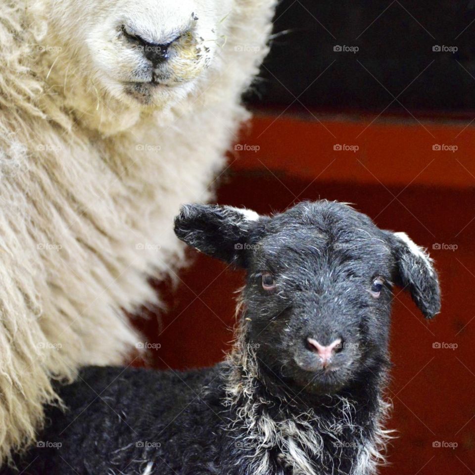 A lamb with mom