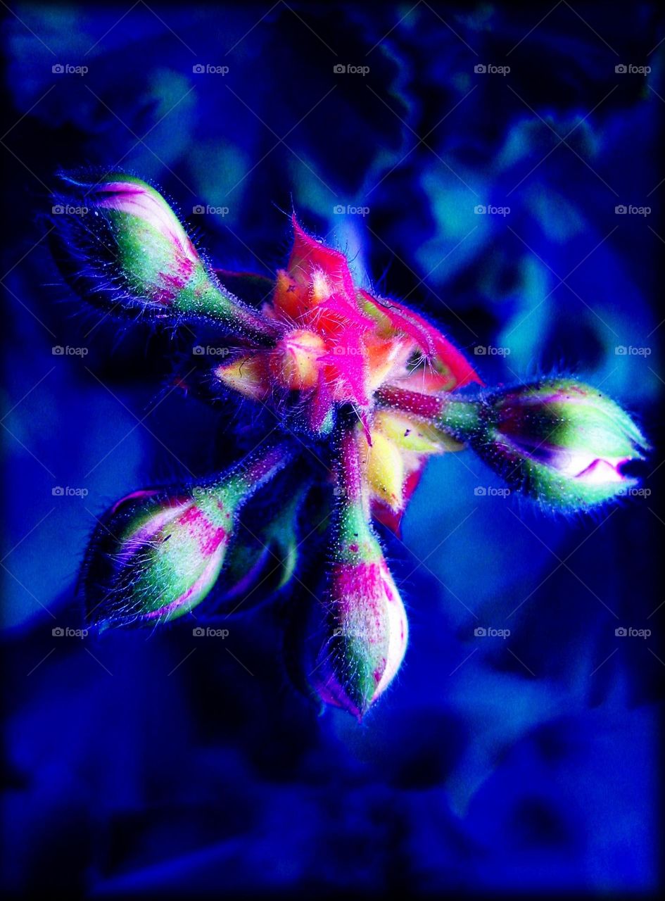 Beautiful blue flower close up shoot colorful background summer feeling amazing nature scape wonderful microcosmos macro picture