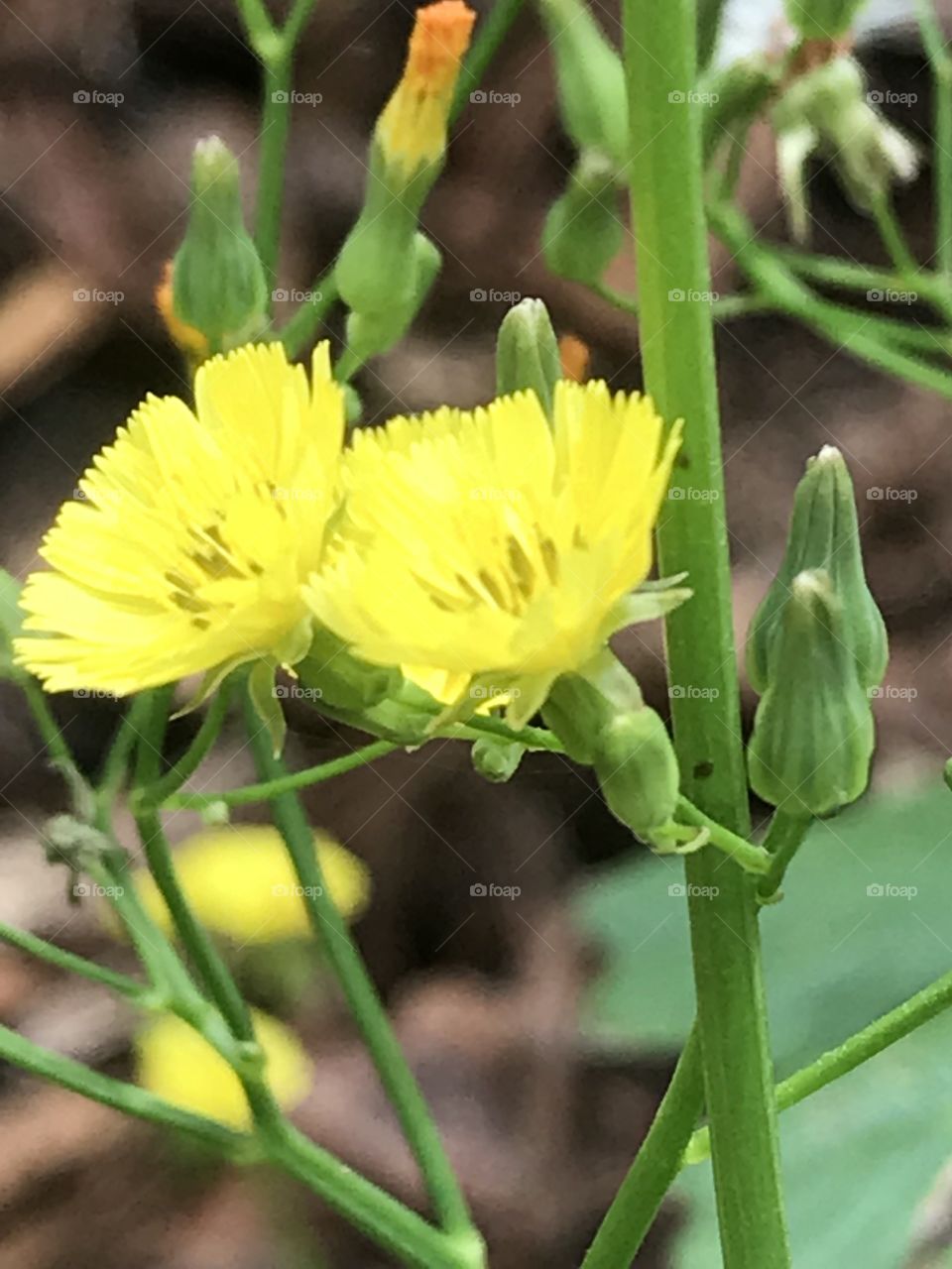 Yellow flowers with buds 