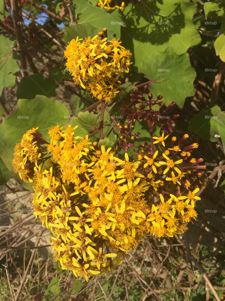 Yellows flowers in bloom