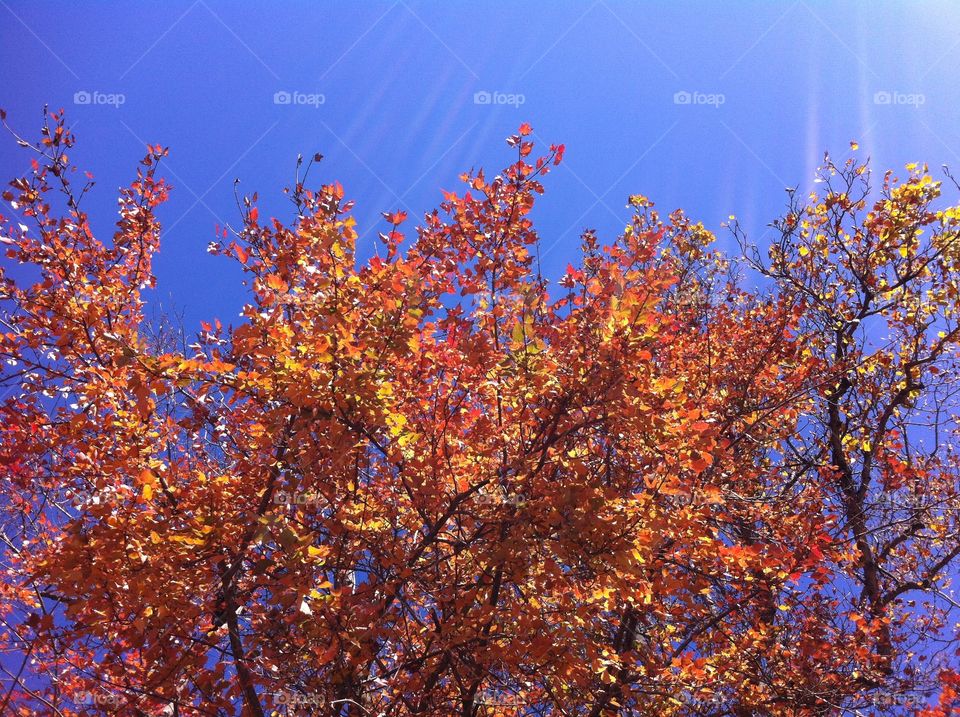 Sunshine in the Fall. A sugar maple tree turning bright orange in the fall in Asheville, North Carolina. Sun is shining.