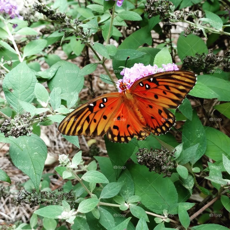 American Native Butterfly