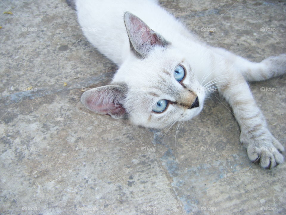 kitten's eyes
