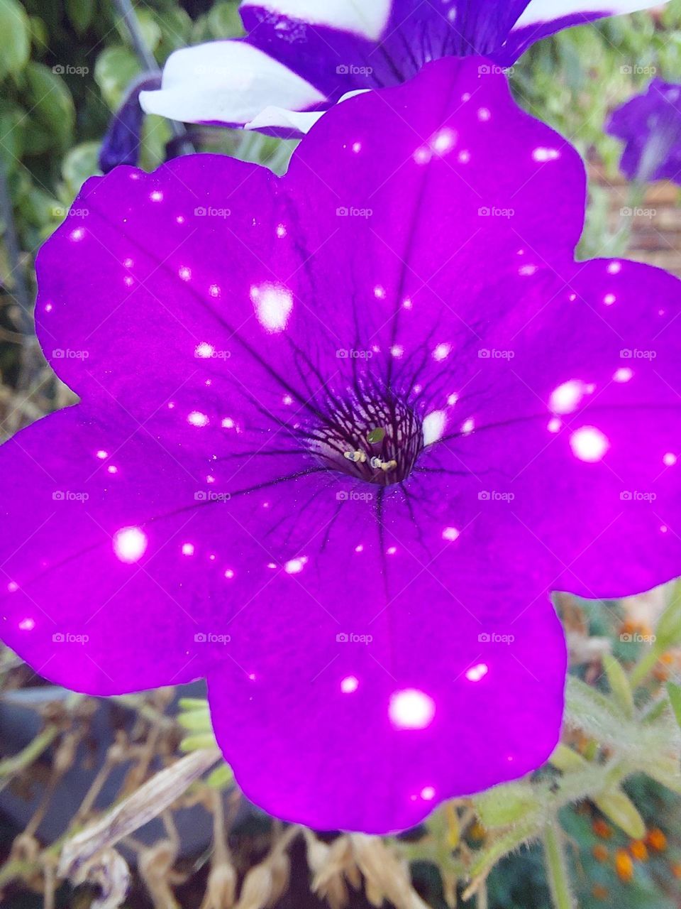 Purple in its most beautiful natural form