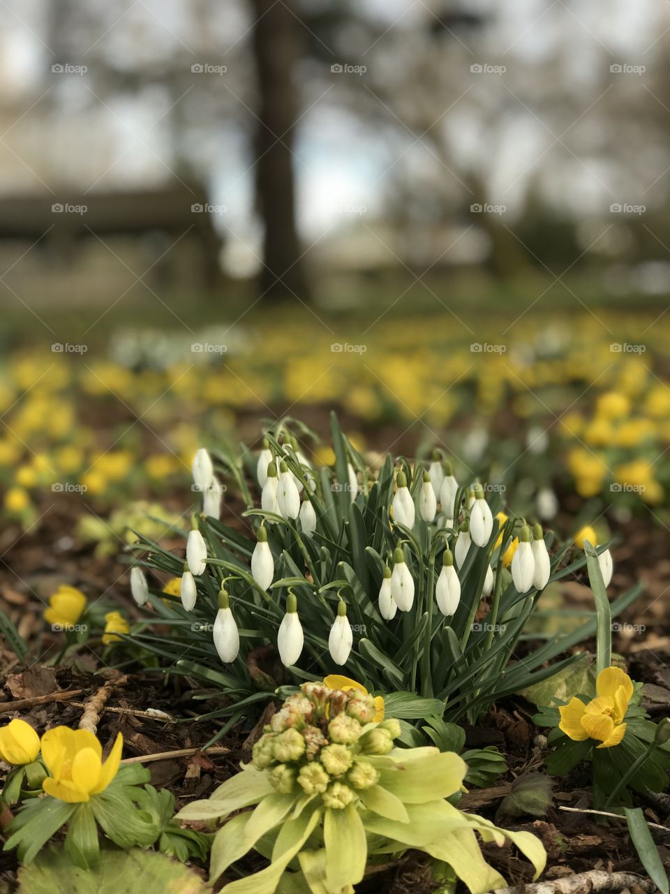 Clumps of Galanthus (Snowdrops) surrounded by yellow Aconite blossoming in a garden bed at a favourite park. A just emerging Leontopodium is immediately in front of the Snowdrops. Park buildings and still leafless trees can be seen in the background.