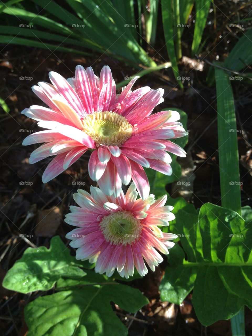 Gerber daisy blooming beautifully in the dappled sunlight. 

