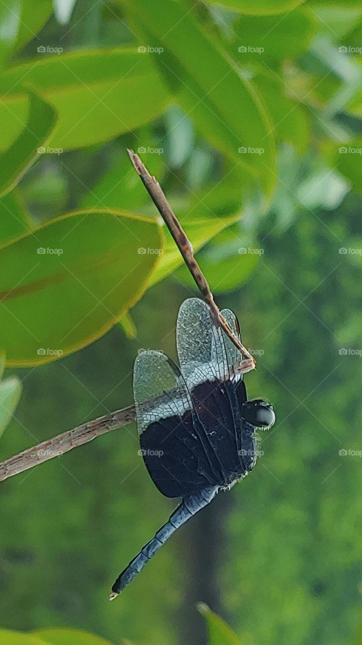 dragonfly captured