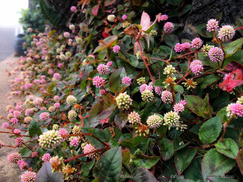 Flowers on the wall of a mountain