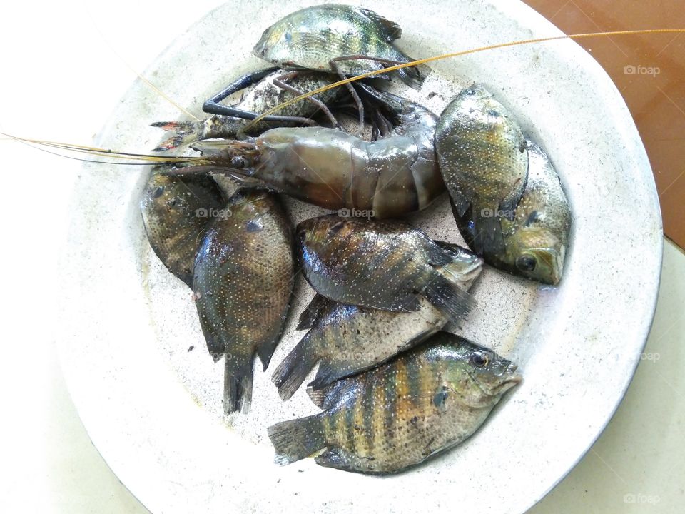 Fish hunting 'Kerala Karimeen'