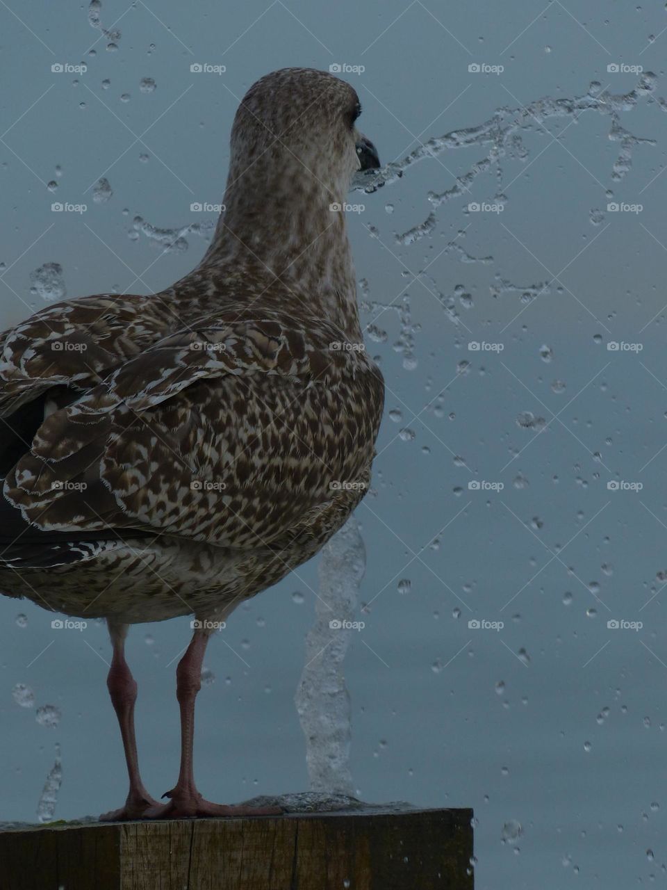 Seagull caught by the waves seaside in Bournemouth, big splash