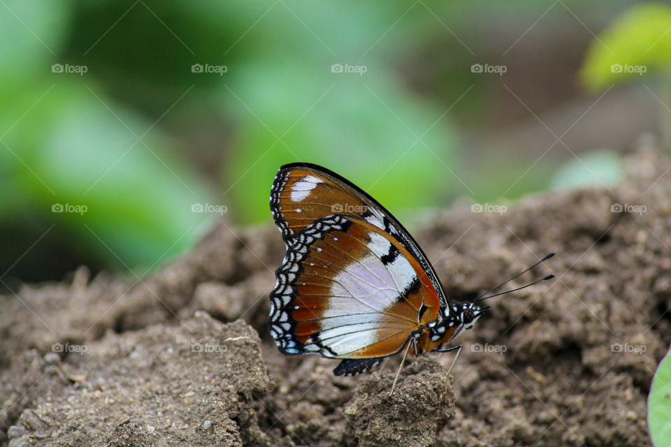 Beautiful butterfly