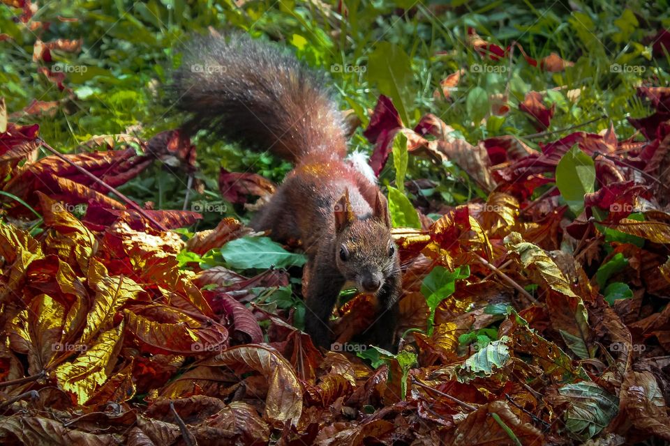 A squirrel at the ground in a brown leaf