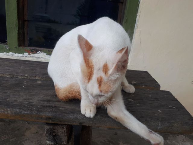 collection of cute and adorable cats