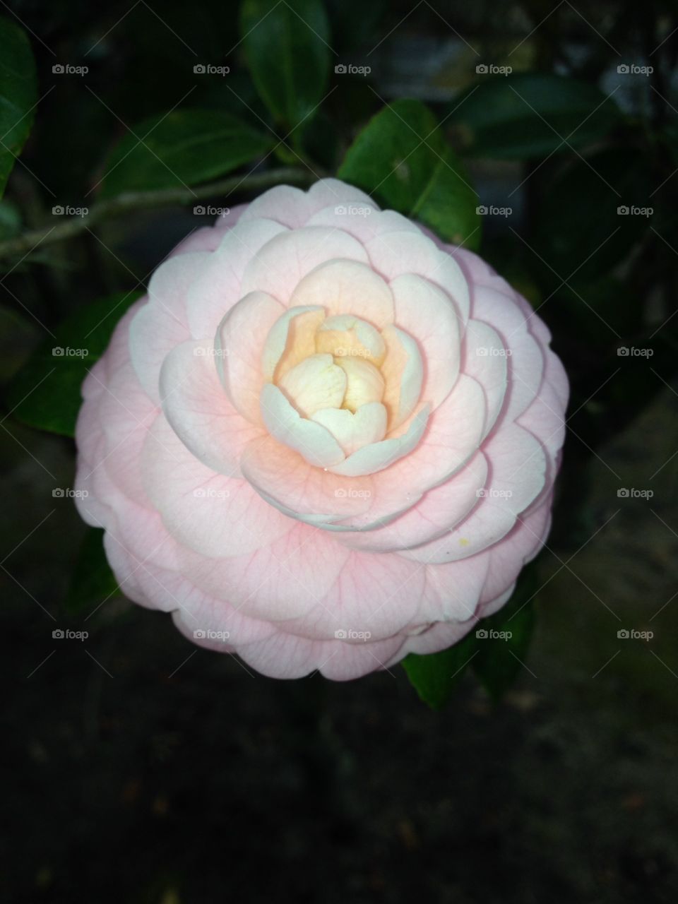 Ranunculus. Pink ranunculus