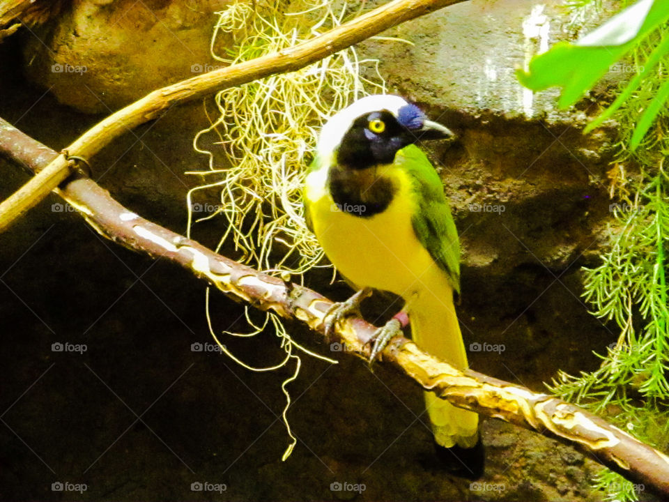 Bird Pirched on a Branch